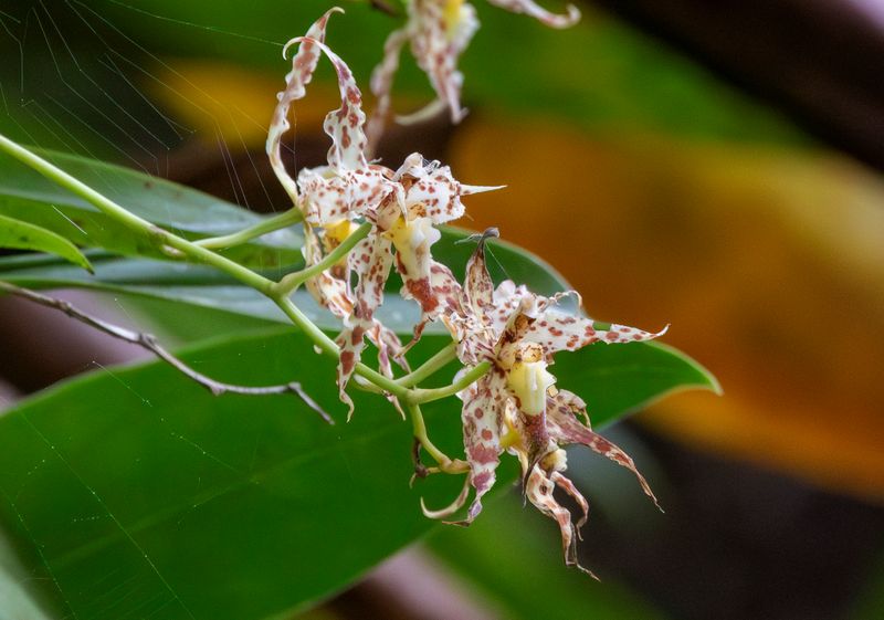 Orchid (Oncidium gloriosum) Guayabetal, Cundinamarca, Colombia