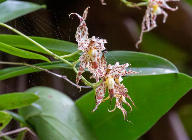 Orchid (Oncidium gloriosum) Guayabetal, Cundinamarca, Colombia