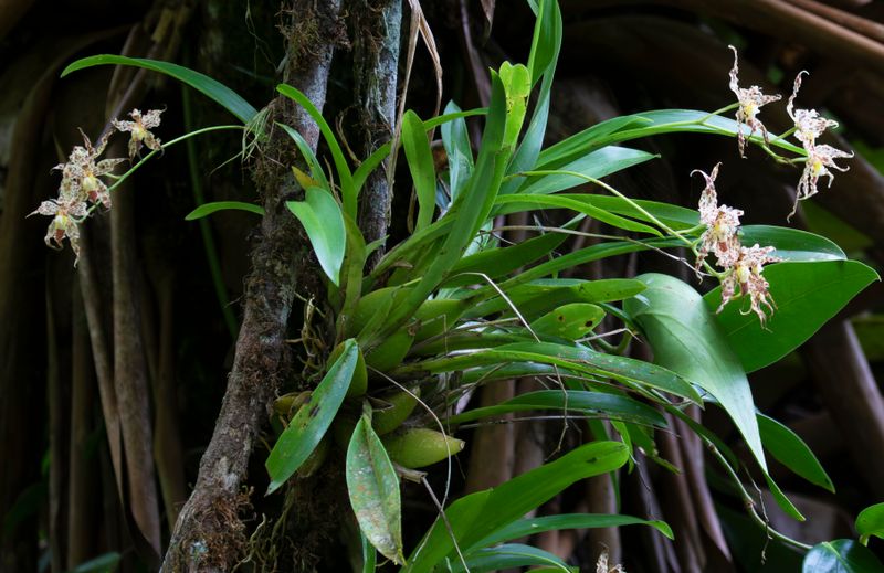 Orchid (Oncidium gloriosum) Guayabetal, Cundinamarca, Colombia