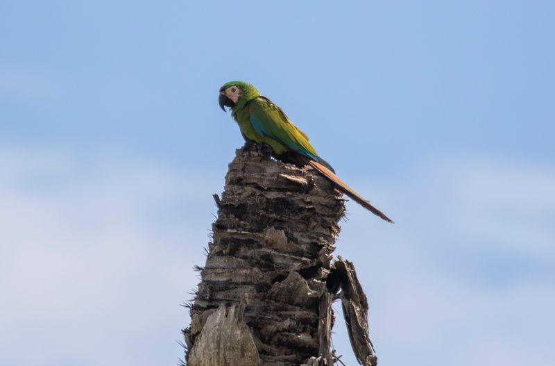 Chestnut-fronted Macaw (Ara severus) Hato La Aurora Nature Reserve, Ecolodge Juan Solito, Casanare, Colombia