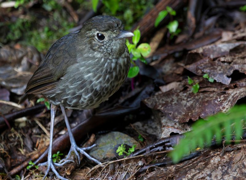 Cundinamarca Antpitta (Grallaria kaestneri) Refugio del Tororoi, Sendero La Herrería, Cundinamarca, Colombia