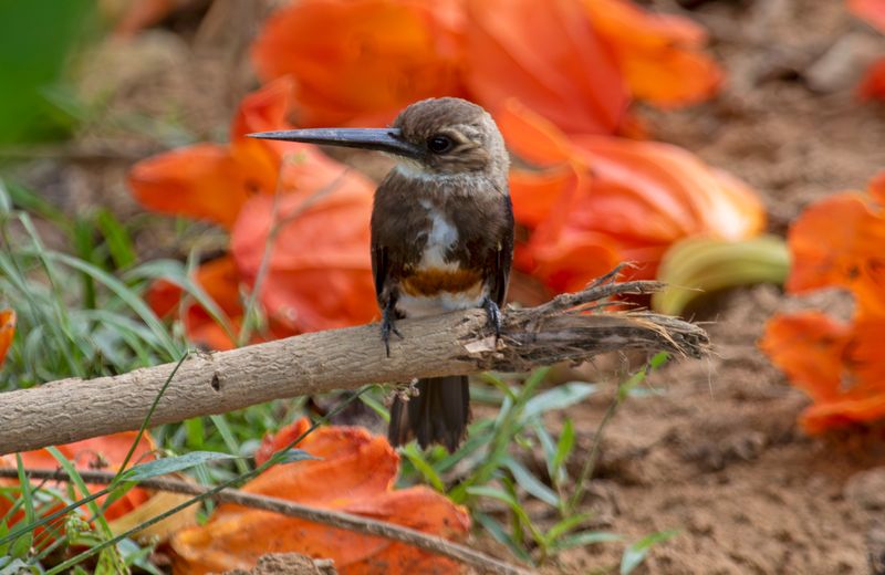 Pale-headed Jacamar (Brachygalba goeringi) Casa Hato La Aurora, Reserva Natural La Aurora, Casanare, Colombia