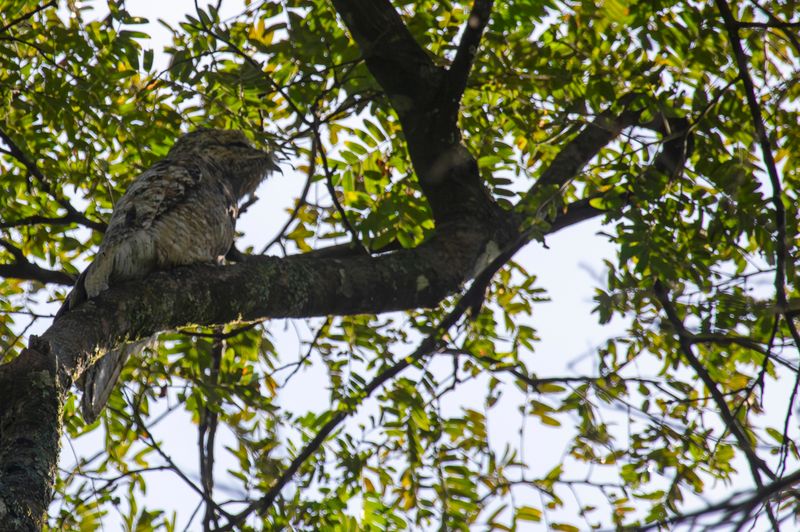 Great Potoo (Nyctibius grandis) Bosque Bavaria, Meta, Colombia