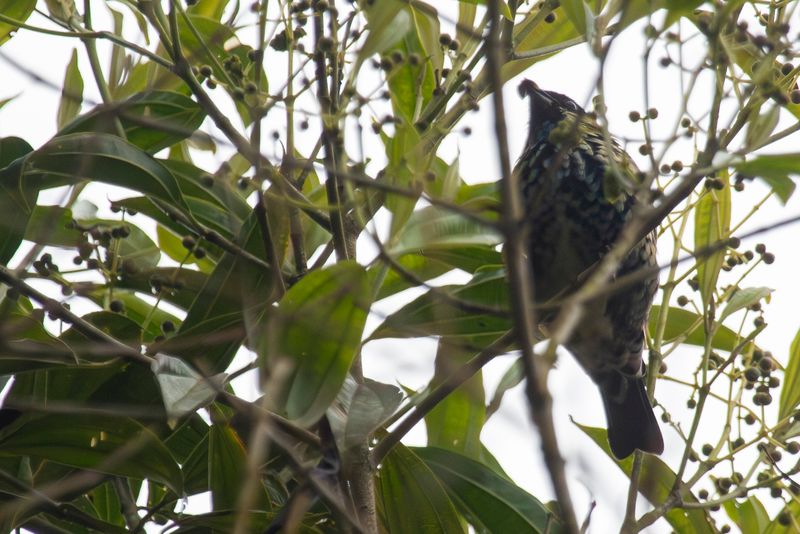 Beryl-spangled Tanager (Tangara nigroviridis nigroviridis) Monterredondo, Cundinamarca, Colombia