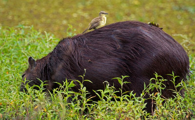 Cattle Tyrant (Machetornis rixosa obscurodorsalis) & Greater Capybara, Hato La Aurora Nature Reserve, Casanare, Colombia