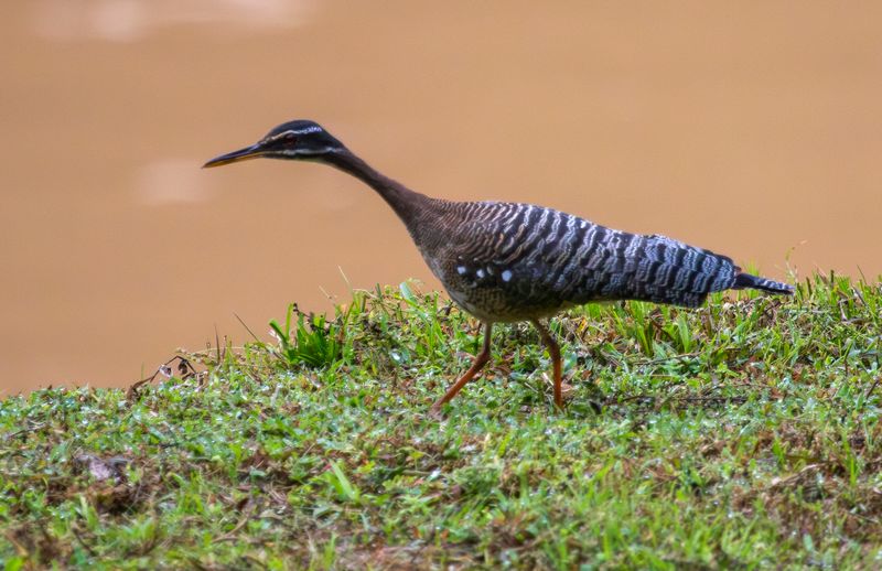 Sunbittern (Eurypyga helias helias) Hato La Aurora Nature Reserve, Ecolodge Juan Solito, Casanare, Colombia