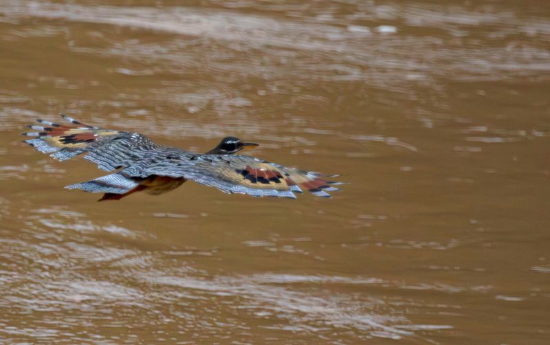 Sunbittern (Eurypyga helias helias) Hato La Aurora Nature Reserve, Ecolodge Juan Solito, Casanare, Colombia