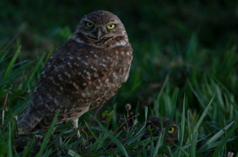 Burrowing Owl (Athene cunicularia carrikeri) Hato La Aurora Nature Reserve, Casanare, Colombia
