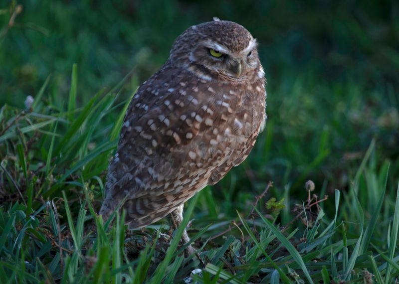 Burrowing Owl (Athene cunicularia carrikeri) Hato La Aurora Nature Reserve, Casanare, Colombia