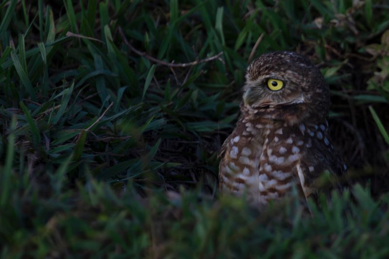 Burrowing Owl (Athene cunicularia carrikeri) Hato La Aurora Nature Reserve, Casanare, Colombia