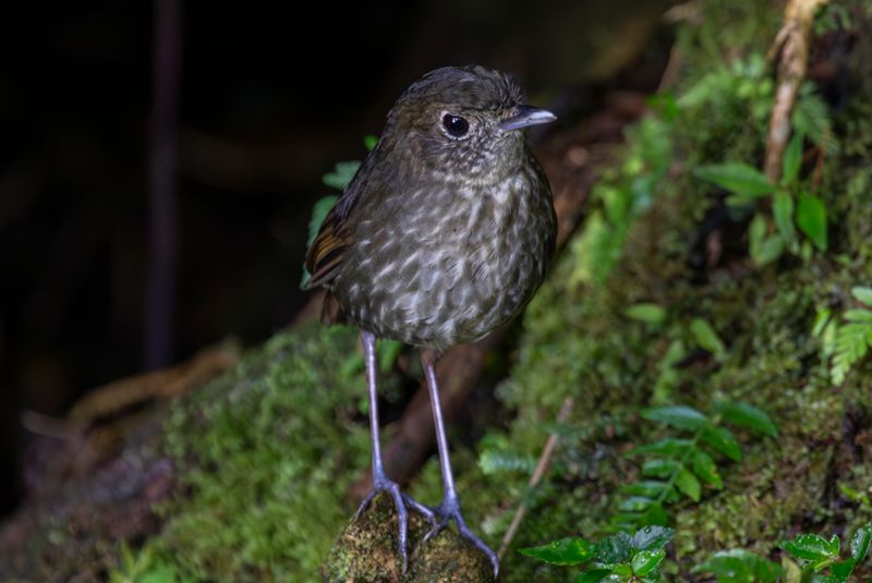 Cundinamarca Antpitta (Grallaria kaestneri) Refugio del Tororoi, Sendero La Herrería, Cundinamarca, Colombia