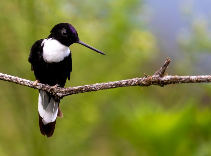 Collared Inca (Coeligena torquata) Refugio del Tororoi, Sendero La Herrería, Cundinamarca, Colombia
