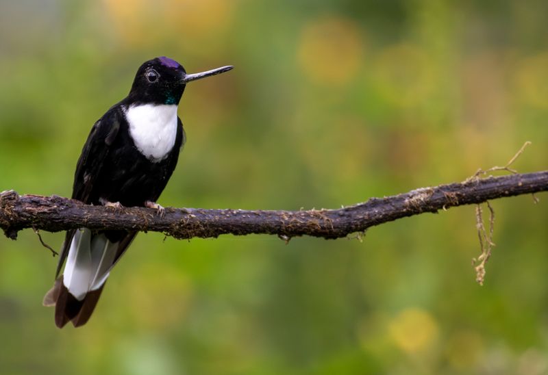 Collared Inca (Coeligena torquata) Refugio del Tororoi, Sendero La Herrería, Cundinamarca, Colombia