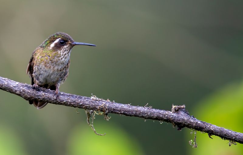 Speckled Hummingbird (Adelomyia melanogenys) Refugio del Tororoi, Sendero La Herrería, Cundinamarca, Colombia