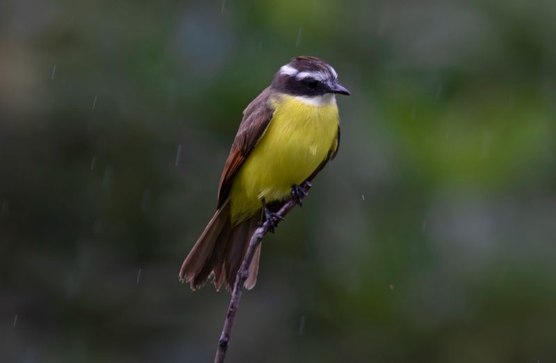 Rusty-margined Flycatcher (Myiozetetes cayanensis) Casa Hillebrand, Cundinamarca, Colombia