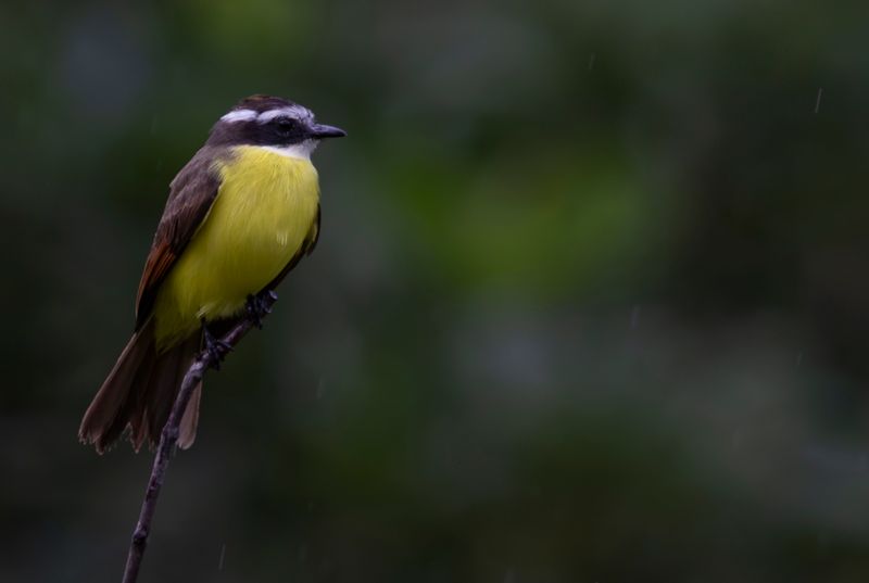 Rusty-margined Flycatcher (Myiozetetes cayanensis) Casa Hillebrand, Cundinamarca, Colombia