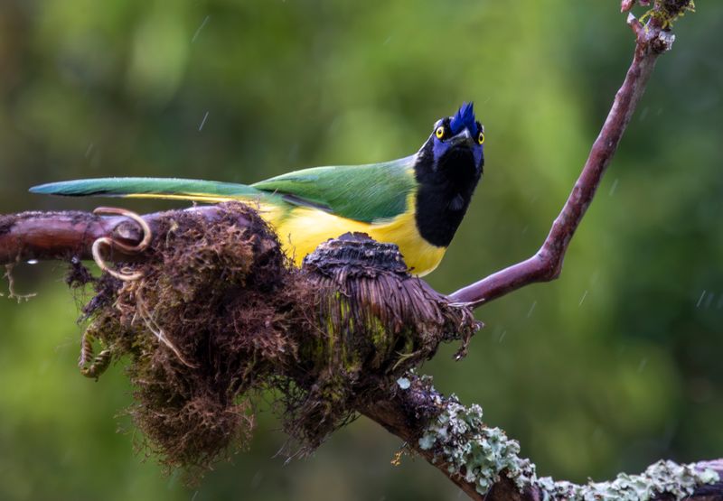 Inca Jay (Cyanocorax yncas cyanodorsalis) Casa Hillebrand, Cundinamarca, Colombia