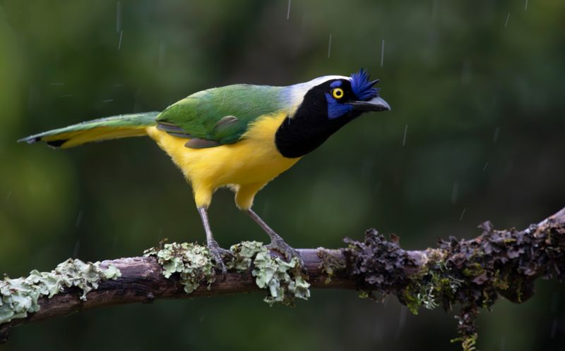Inca Jay (Cyanocorax yncas cyanodorsalis) Casa Hillebrand, Cundinamarca, Colombia