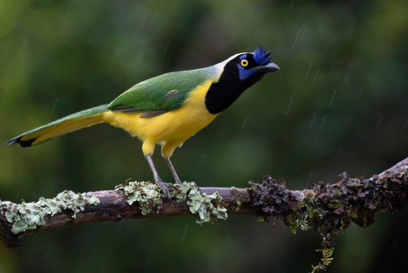 Inca Jay (Cyanocorax yncas cyanodorsalis) Casa Hillebrand, Cundinamarca, Colombia