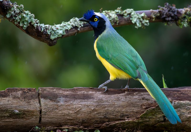 Inca Jay (Cyanocorax yncas cyanodorsalis) Casa Hillebrand, Cundinamarca, Colombia