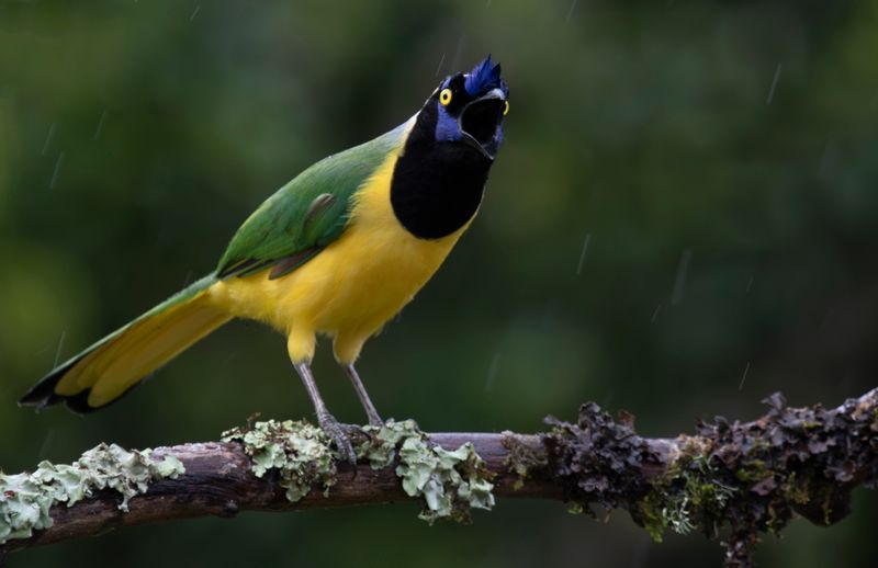 Inca Jay (Cyanocorax yncas cyanodorsalis) Casa Hillebrand, Cundinamarca, Colombia
