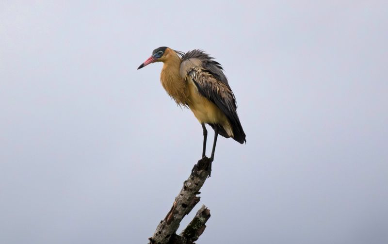Whistling Heron (Syrigma sibilatrix fostersmithi) Llanos, Casanare, Colombia
