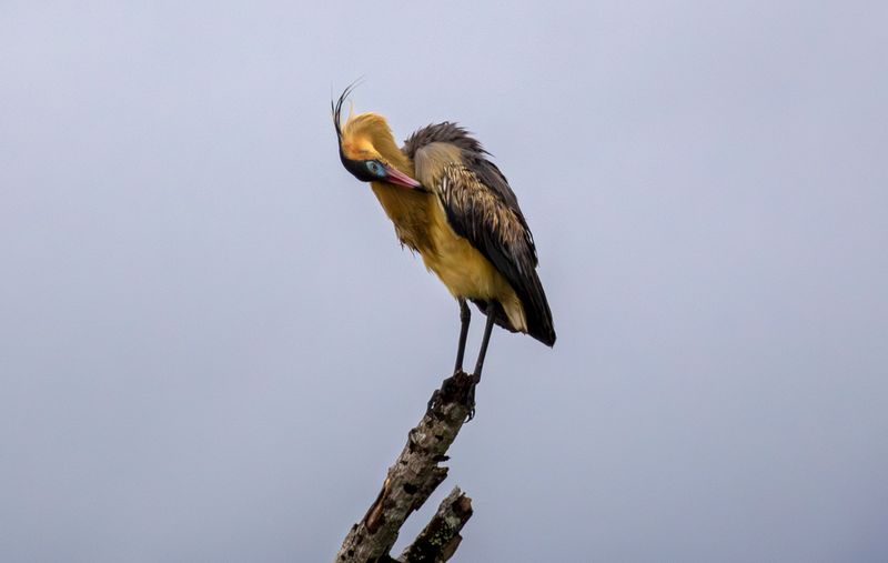 Whistling Heron (Syrigma sibilatrix)