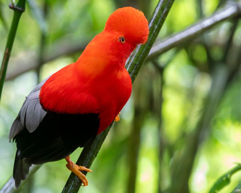 Andean Cock-of-the-rock (Rupicola peruvianus sanguinolentus) Jardin Cock-of-the-Rock Lek, Antioquia, Colombia