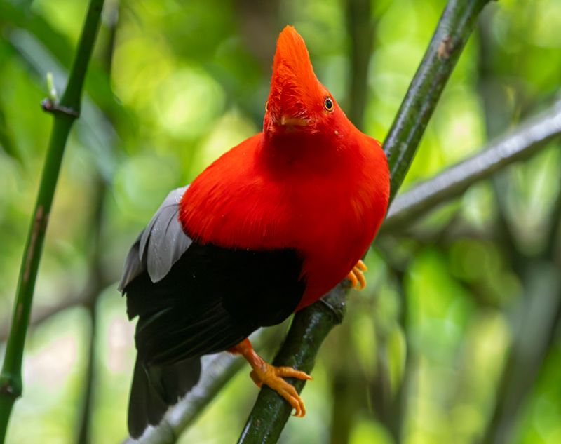 Andean Cock-of-the-rock (Rupicola peruvianus sanguinolentus) Jardin Cock-of-the-Rock Lek, Antioquia, Colombia