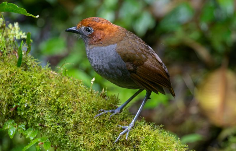 Chestnut-naped Antpitta (Grallaria nuchalis ruficeps) Reserva Mirador El Roble, Caldas, Colombia