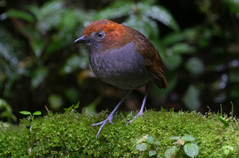 Chestnut-naped Antpitta (Grallaria nuchalis ruficeps) Reserva Mirador El Roble, Caldas, Colombia