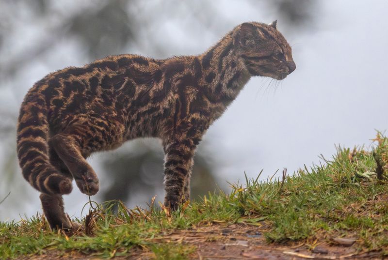 Oncilla, Northern Tiger Cat (Leopardus tigrinus pardinoides) Jardin, Caldas, Colombia