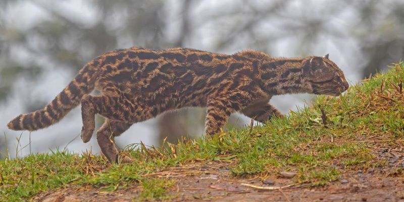 Oncilla, Northern Tiger Cat (Leopardus tigrinus pardinoides) Jardin, Caldas, Colombia
