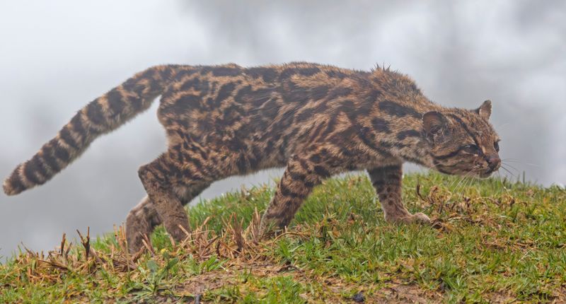 Oncilla, Northern Tiger Cat (Leopardus tigrinus pardinoides) Jardin, Caldas, Colombia