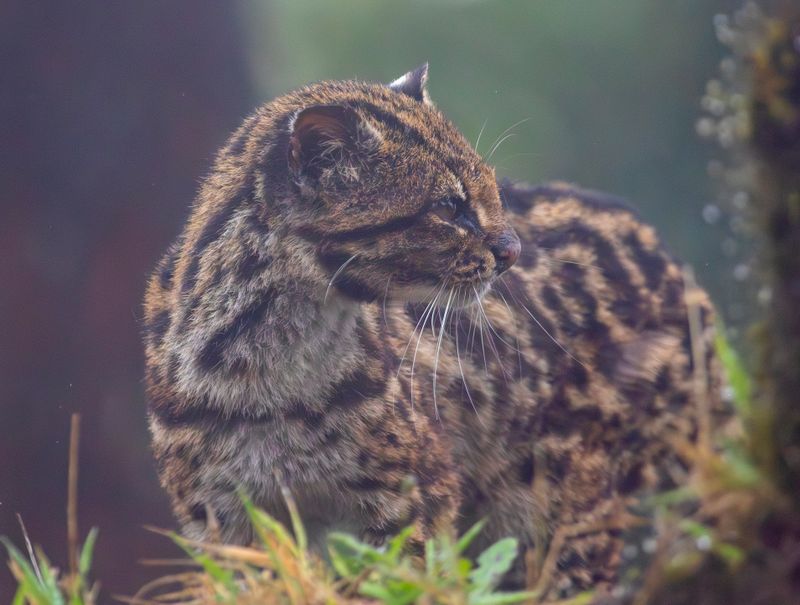 Oncilla, Northern Tiger Cat (Leopardus tigrinus pardinoides) Jardin, Caldas, Colombia