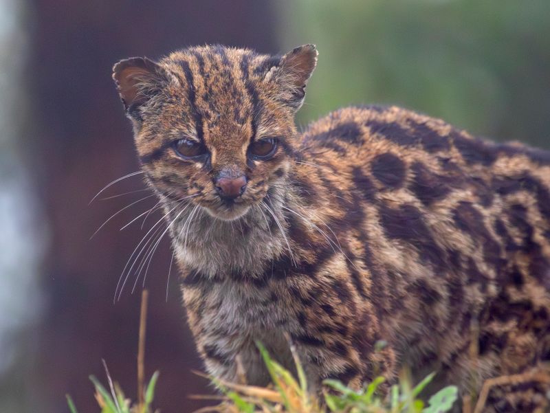 Mammal species of the World