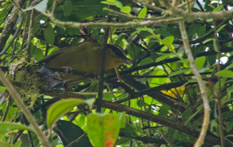 Black-capped Hemispingus (Kleinothraupis atropileus)