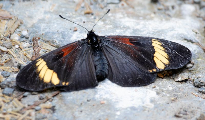 Lamplight Actinote (Actinote ozomene) Monterredondo, Cundinamarca, Colombia