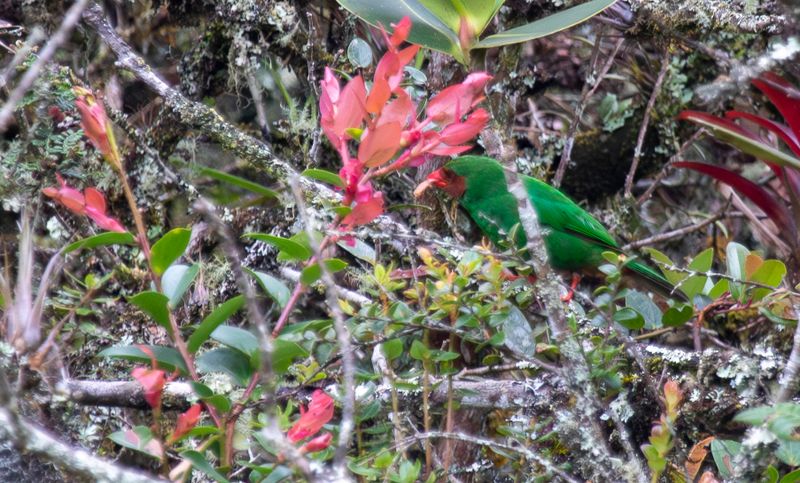 Grass-green Tanager (Chlorornis riefferii) Observatorio de aves, Reserva Bosque Guajira, Cundinamarca Colombia