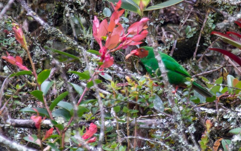 Grass-green Tanager (Chlorornis riefferii)