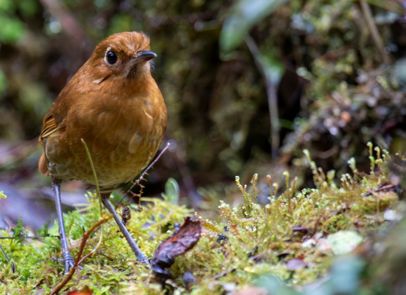Muisca Antpitta (Grallaria rufula) Observatorio de aves, Reserva Bosque Guajira, Cundinamarca Colombia