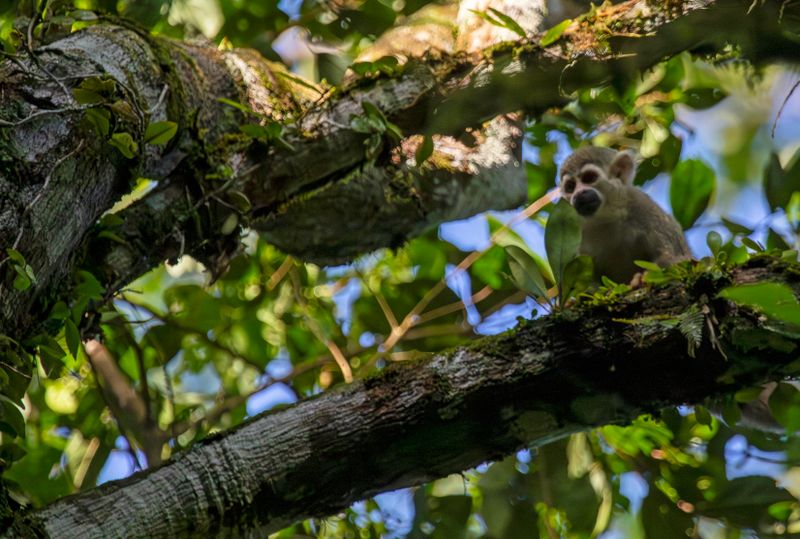 Colombian Squirrel Monkey (Saimiri cassiquiarensis albigena) Bosque Bavaria, Meta, Colombia