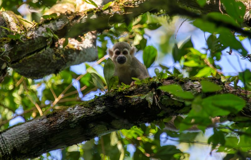 Humboldt's Squirrel Monkey (Saimiri cassiquiarensis)
