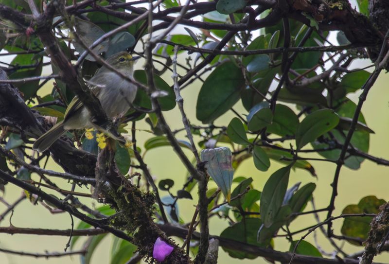 Golden-faced Tyrannulet (Zimmerius chrysops) Casa Hillebrand, Cundinamarca, Colombia