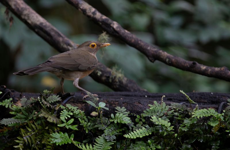 Spectacled Thrush (Turdus nudigenis) RN Rancho Camaná, Meta, Colombia