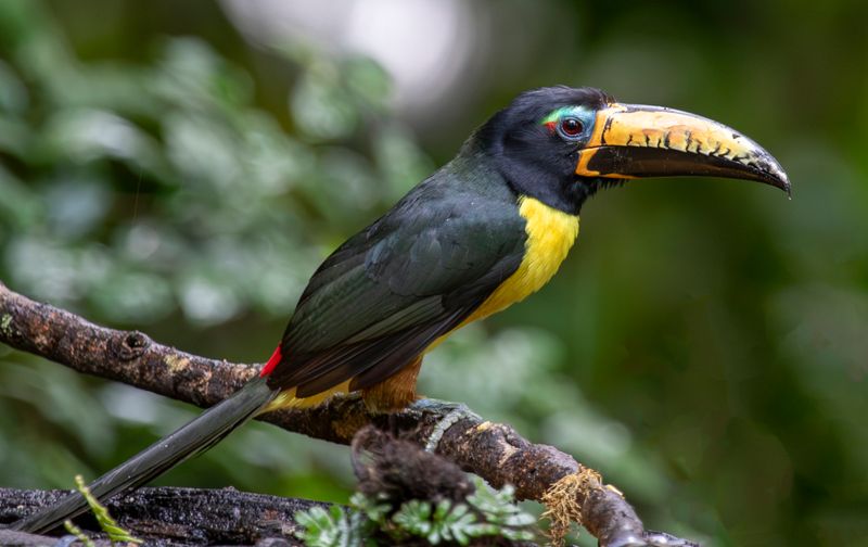 Lettered Aracari (Pteroglossus inscriptus humboldti) RN Rancho Camaná, Meta, Colombia