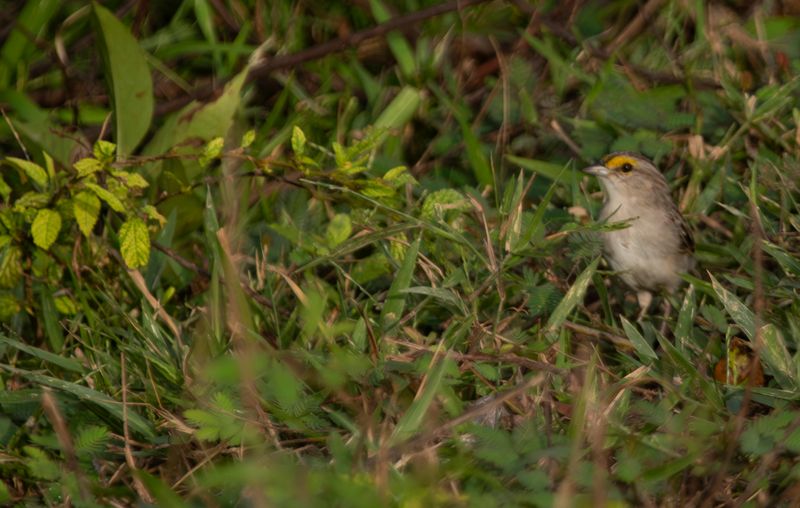 Yellow-browed Sparrow (Ammodramus aurifrons) Hato La Aurora Nature Reserve, Ecolodge Juan Solito, Casanare, Colombia