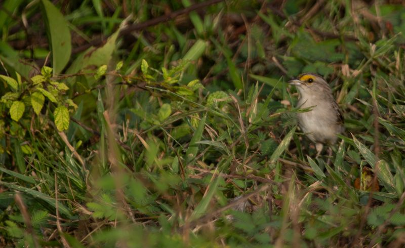 Yellow-browed Sparrow (Ammodramus aurifrons)
