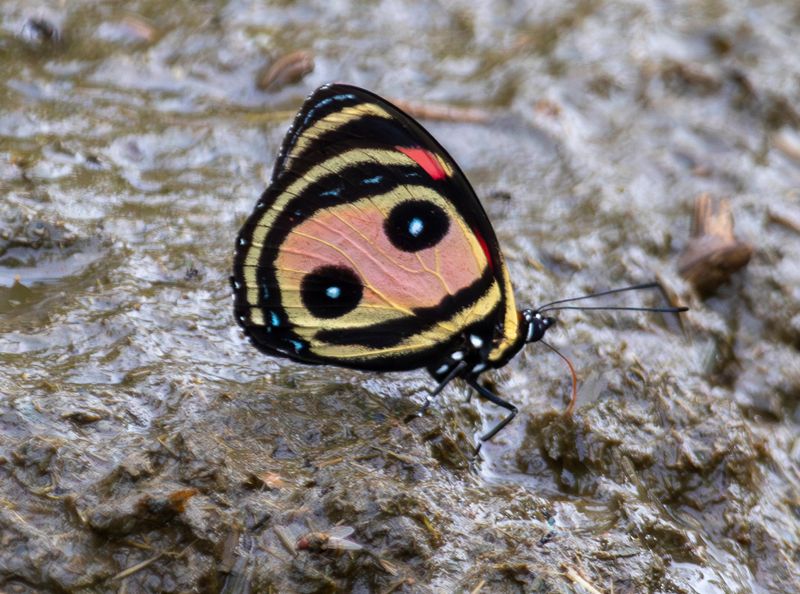 Two-eyed Eighty-Eight (Callicore pitheas) Hato La Aurora Nature Reserve, Ecolodge Juan Solito, Casanare, Colombia