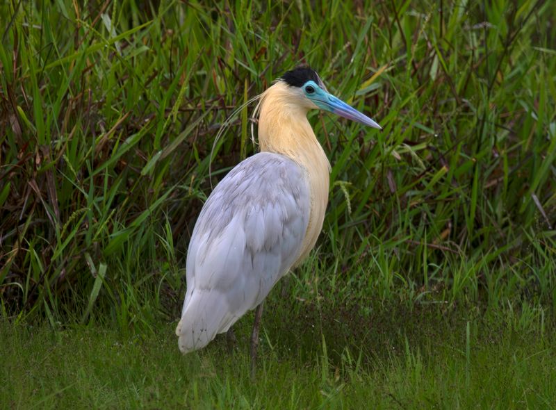 Capped Heron (Pilherodius pileatus) Hato La Aurora Nature Reserve, Ecolodge Juan Solito, Casanare, Colombia